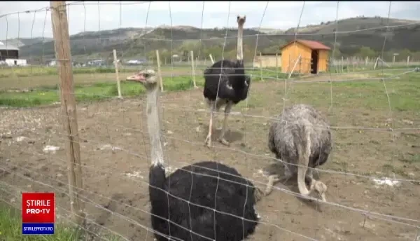 Ouăle de struț, la mare căutare în acest an. Cât ajung să coste cele pictate