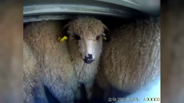 Poliția Animalelor a fost înființată, dar e de negăsit. „Au program 8-16. Au şi două autospeciale”