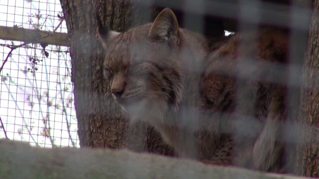Grădina zoologică din Piatra Neamț va fi desființată, după ce a funcționat timp de 117 ani