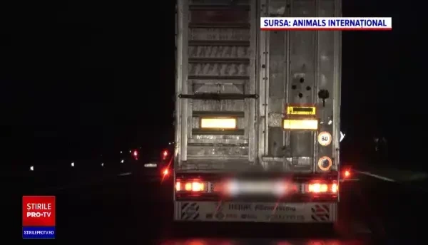 Poliția Animalelor a fost înființată, dar e de negăsit. „Au program 8-16. Au şi două autospeciale”