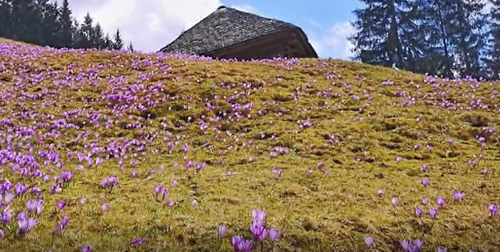 Amenzi usturătoare pentru cei care rup flori la munte. Cât costă o astfel de ispravă