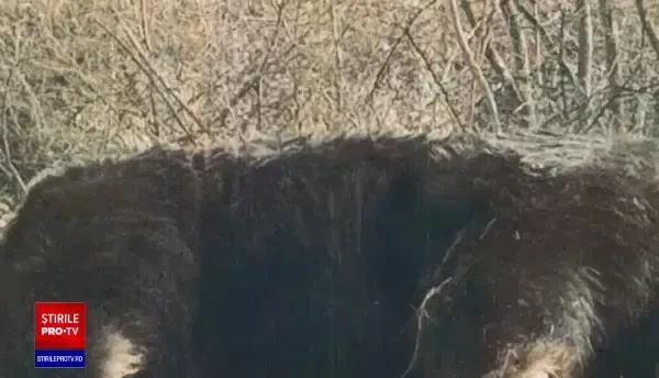 Anchetă privind împuşcarea ursului Arthur. Legea ar putea fi schimbată după cazul dezvăluit de Ştirile PRO TV