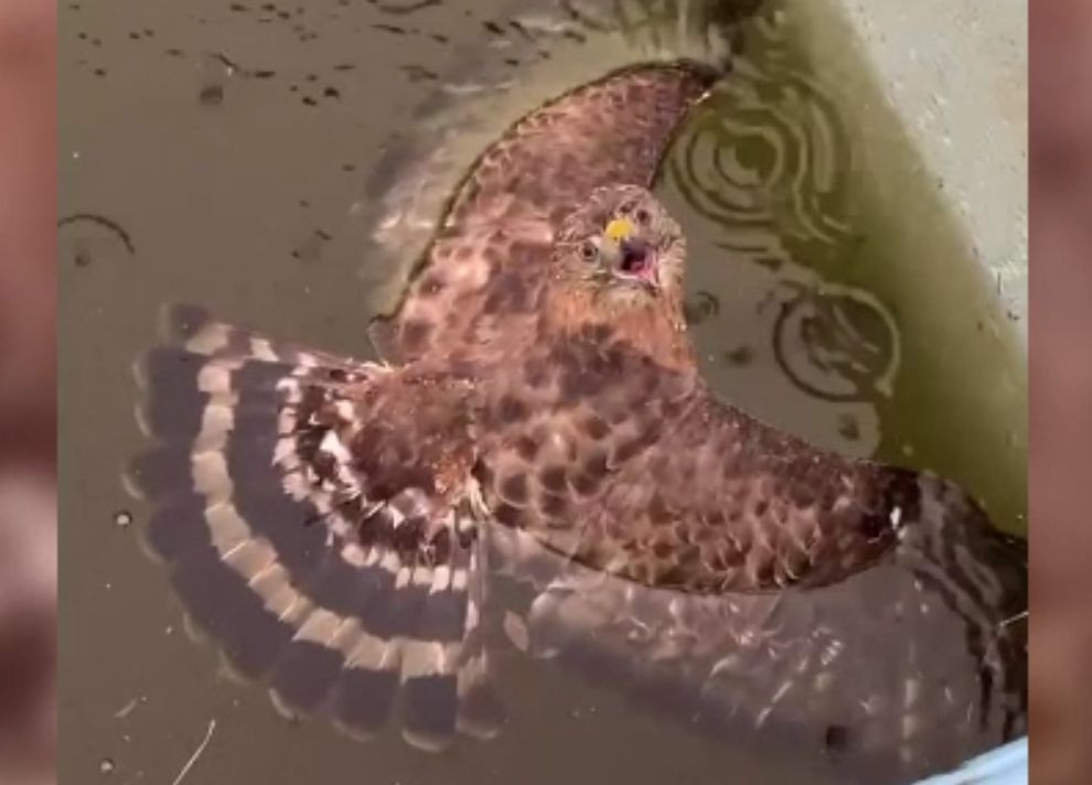 O femeie a salvat un șoim aproape să se înece în piscină. Ce s-a întâmplat după
