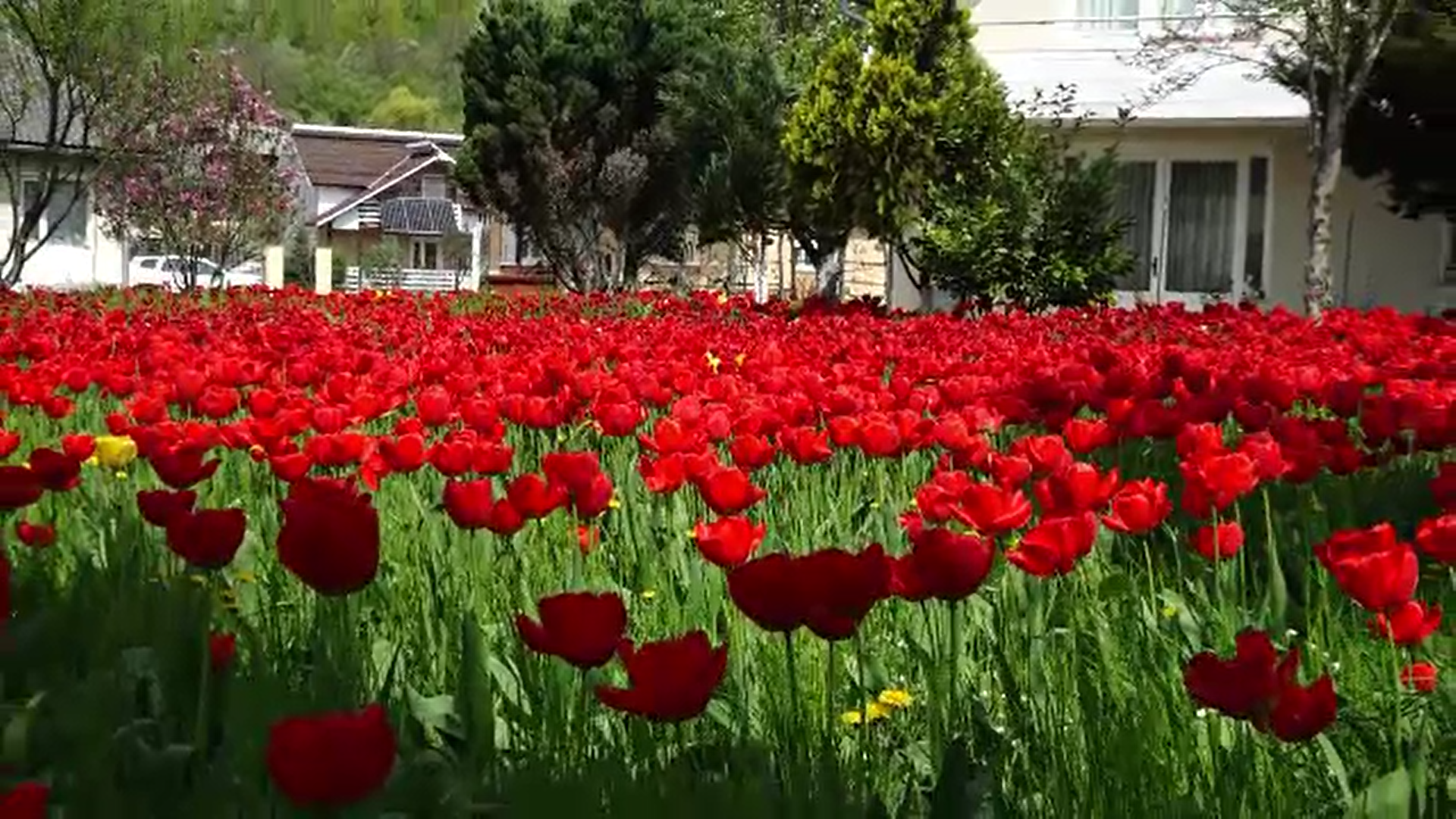 Florile s-au lăsat așteptate în acest an și au apărut mai târziu decât de obicei