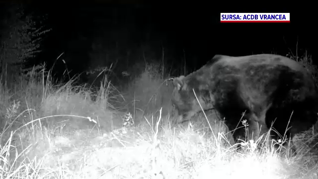 Noi detalii in cazul ursului ”Arthur”. Blana animalului, identificata intr-o tabacarie din Targu Secuiesc