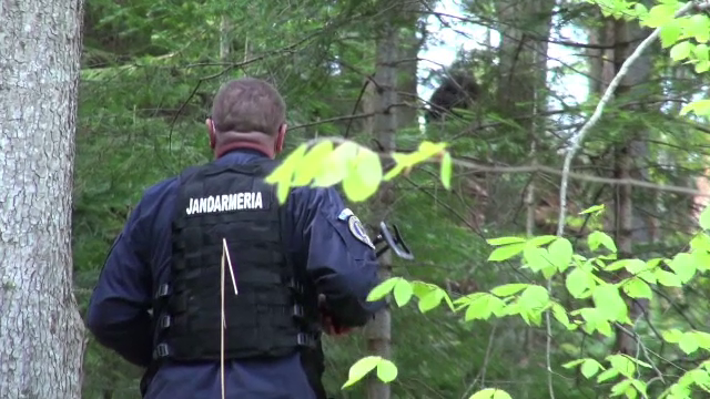 Urs prins în capcană de braconieri, în Bacău. Cât sperau să ia pe blana lui