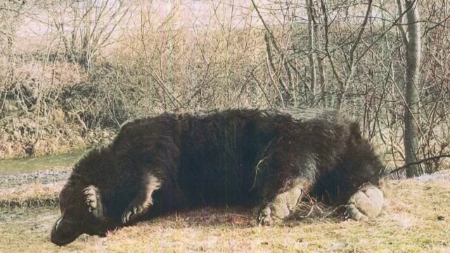 Ursul Arthur, ucis dintr-un singur foc. De ce nu-şi poate lua prinţul acasă macabrul trofeu