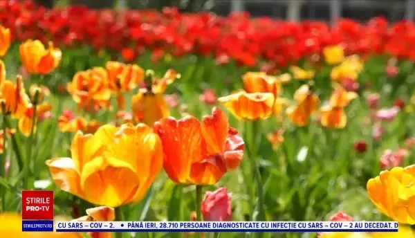 Florile s-au lăsat așteptate în acest an și au apărut mai târziu decât de obicei