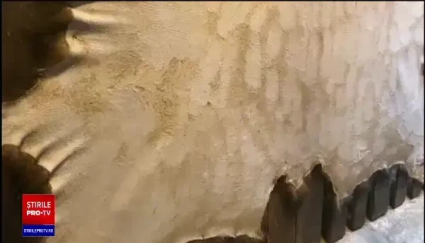 Ursul Arthur, ucis dintr-un singur foc de prinţul Emanuel. De ce nu-şi poate lua acasă macabrul trofeu