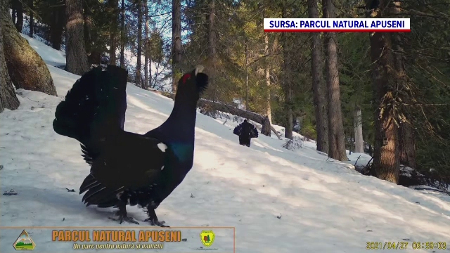 Imagini spectaculoase cu ritualul de împerechere a cocoșului de munte, în Parcul Natural Apuseni