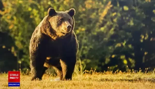 Cât a plătit prințul Emanuel pentru ursul pe care l-a împușcat. Spune că nu era ursul Arthur
