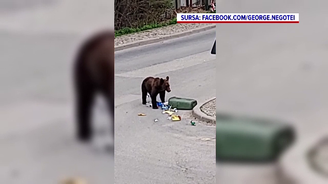 Un urs a fost filmat în timp ce smulge un coș de gunoi, pe o stradă din Sinaia. VIDEO