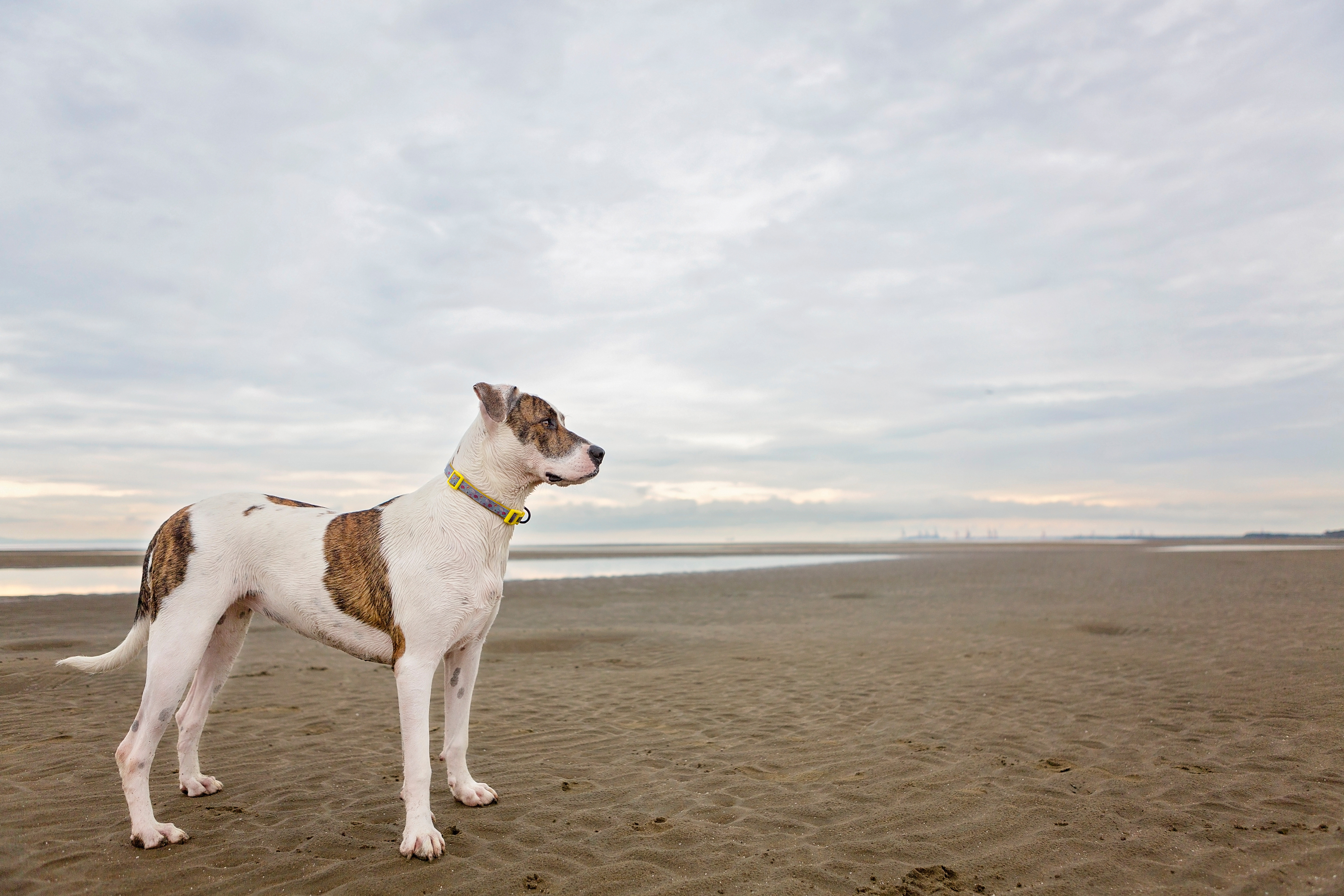 Un cuplu din Australia nu mai are voie să aibă animale, după ce și-a hrănit câinii cu mâncare vegană