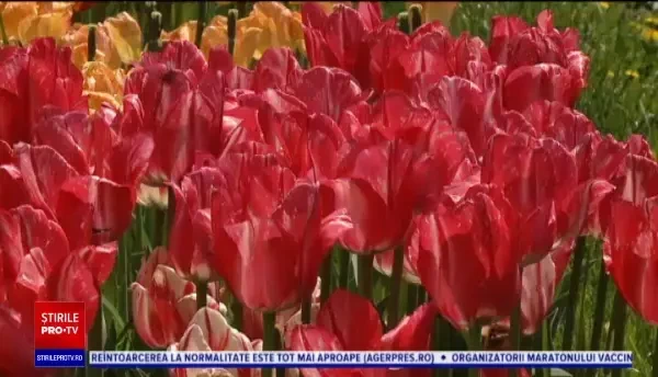 Spectacol de culoare și grație la Grădina Botanică din Cluj-Napoca. Lalelele sunt vedetele acestui sezon