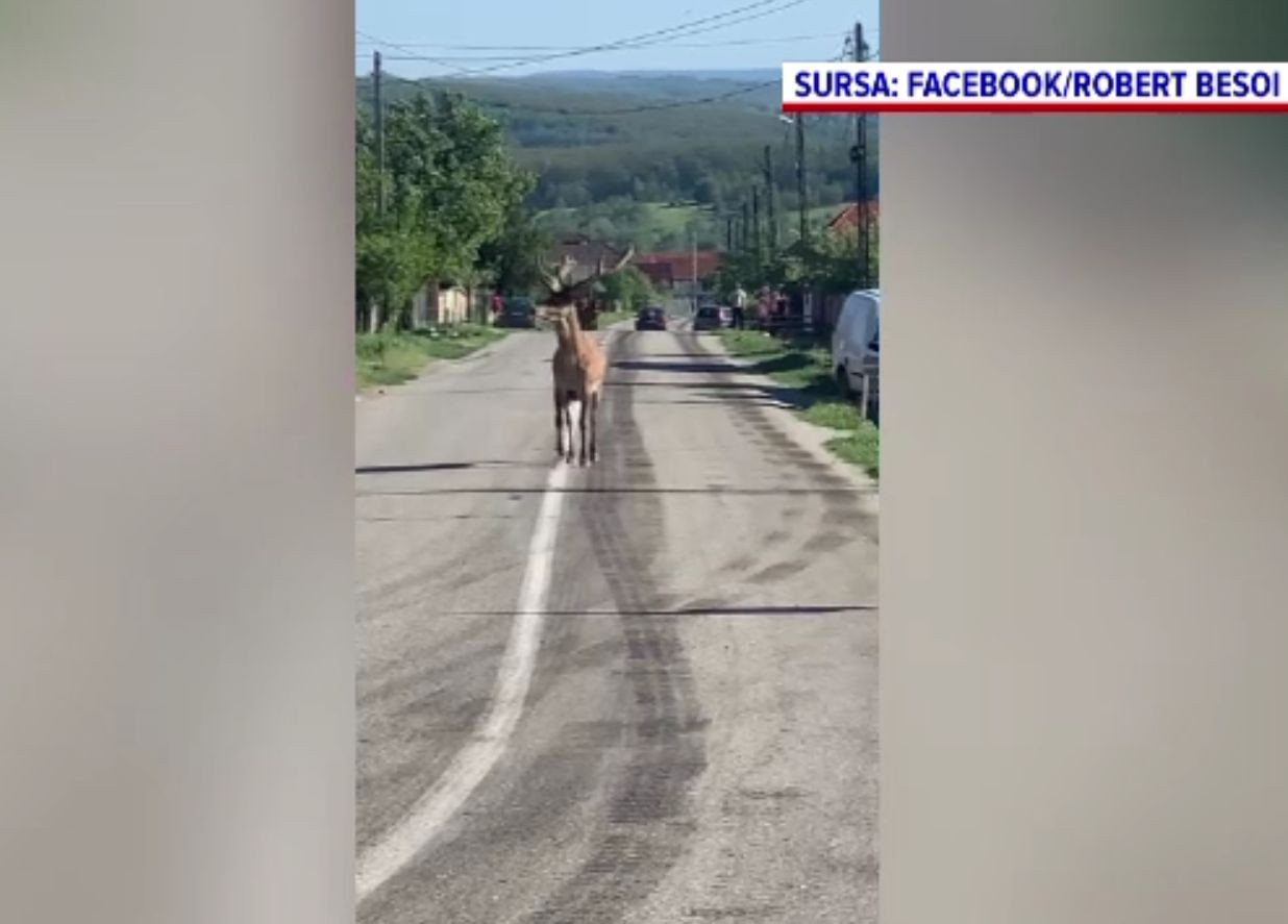 Cerb lopătar în mijlocul străzii, într-o localitate din Gorj