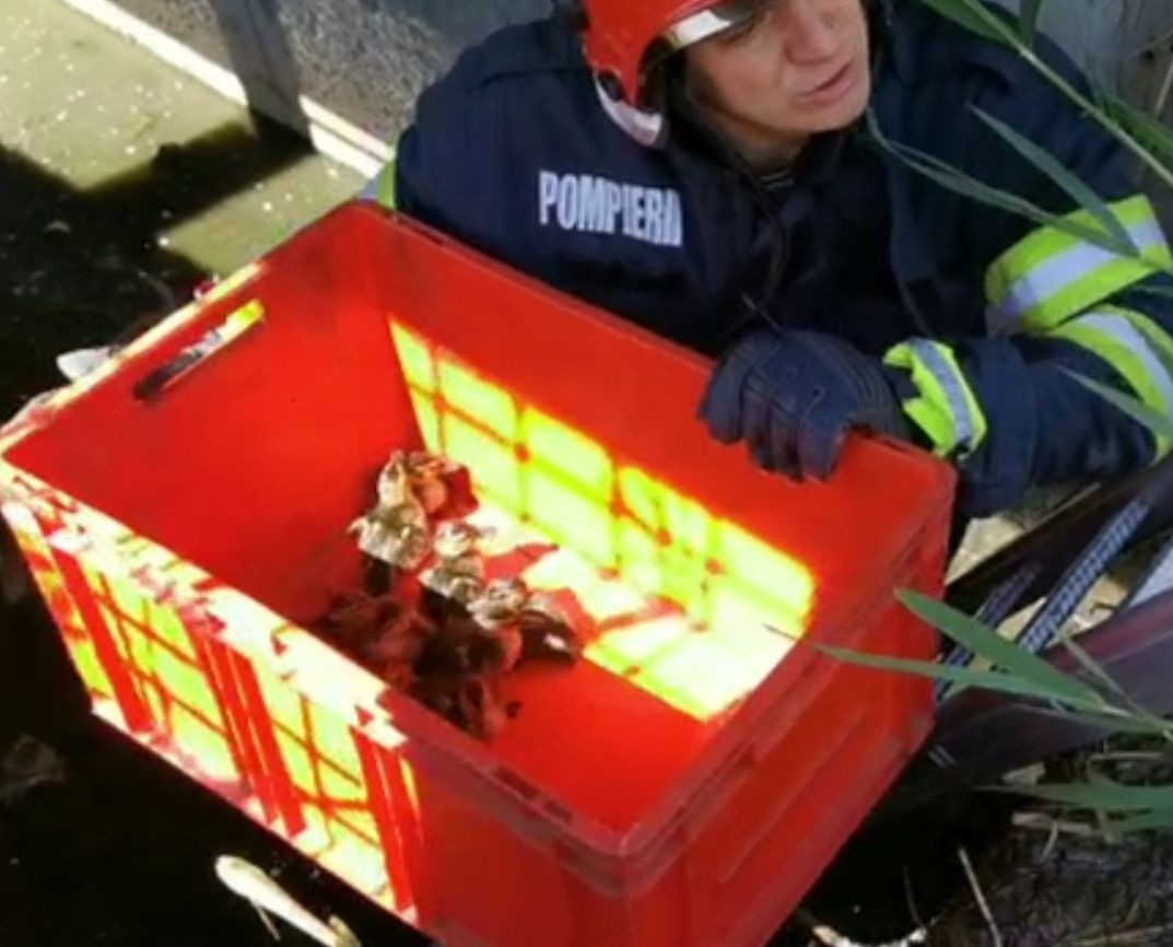 Boboci de rață sălbatică, salvați de pompieri dintr-un canal, la Iași