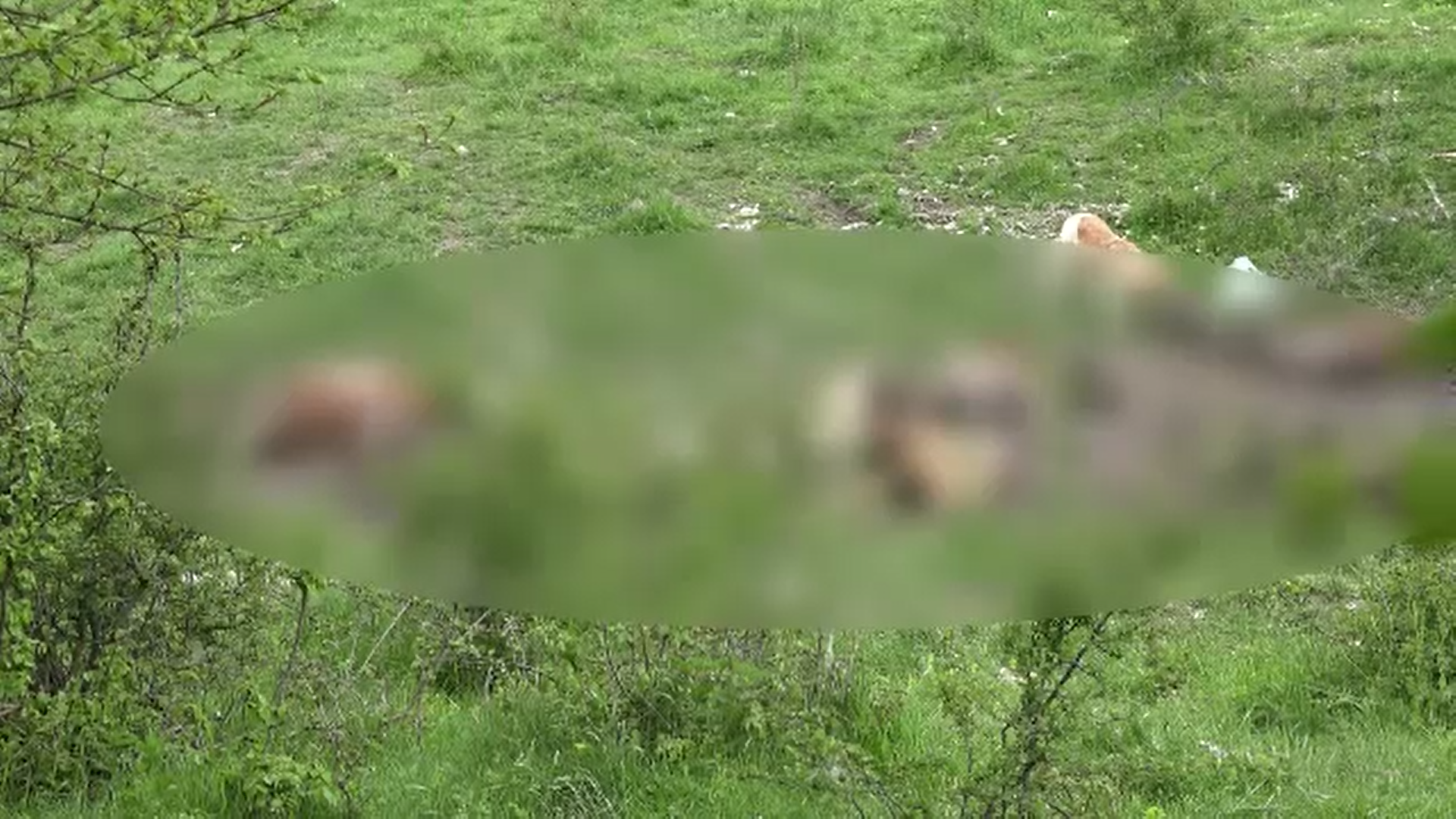 Focar de infecţie pe o păşune din Ardeal. Au fost descoperite mai multe leşuri de animale