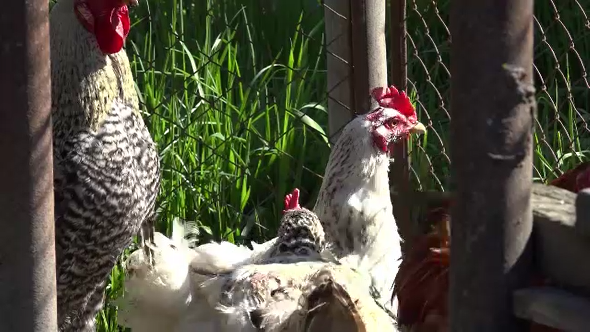 Gripa aviară se extinde în ţara noastră. Primele focare au apărut în judeţele Mureş şi Harghita