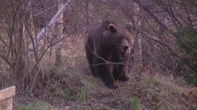 Modificări de procedură după uciderea ursului Arthur. Precizările ministrului Mediului
