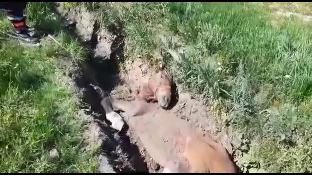 Cal blocat într-un șanț, în Bârlad. Cum a fost salvat de pompieri