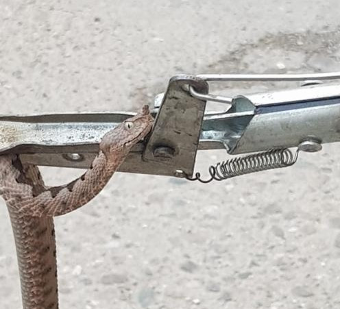 Panică într-o instituție din Orșova. Jandarmii au intervenit pentru a îndepărta o viperă ascunsă într-un birou. FOTO