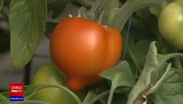 Programul care ar trebui să îi ajute pe producătorii de legume întârzie. Ce spun fermierii