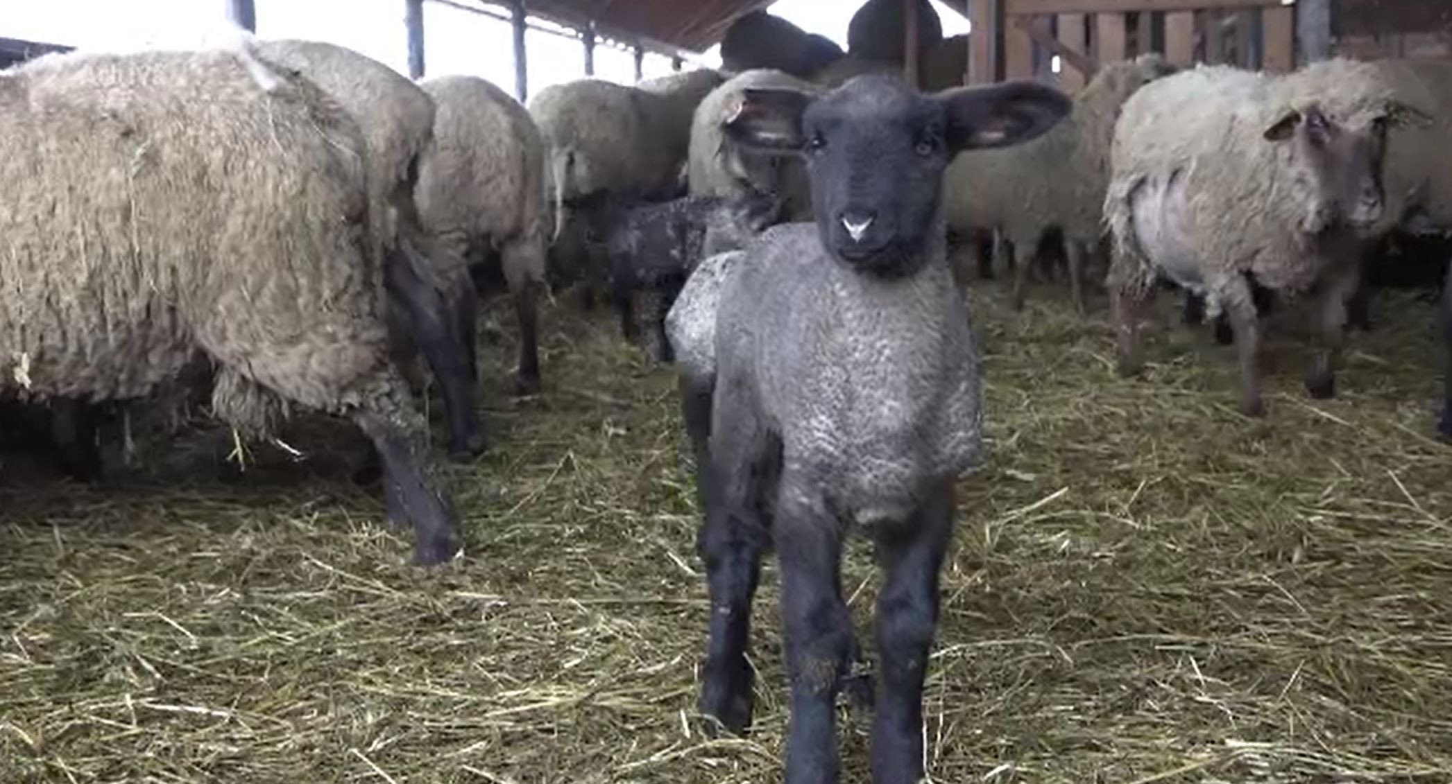 Înșelăciune cu miei la Bistrița-Năsăud. Cum s-au ales mai mulți fermieri cu o pagubă de 160 mii de lei