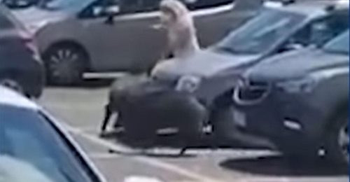 Video. O femeie a fost atacată de mistreţi în parcarea unui supermarket din Roma