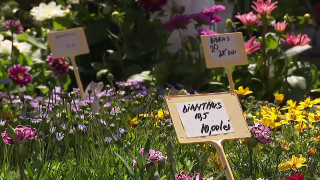 Românii alocă tot mai mulți bani pentru amanajarea grădinilor. Ce plante sunt la mare căutare