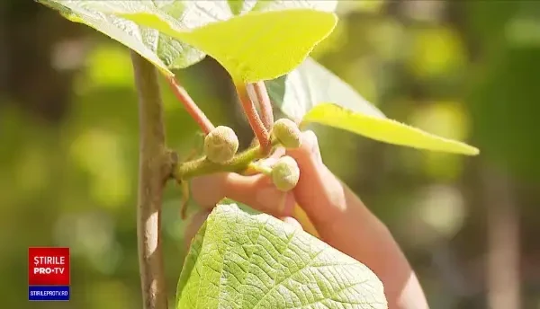 Românii alocă tot mai mulți bani pentru amanajarea grădinilor. Ce plante sunt la mare căutare