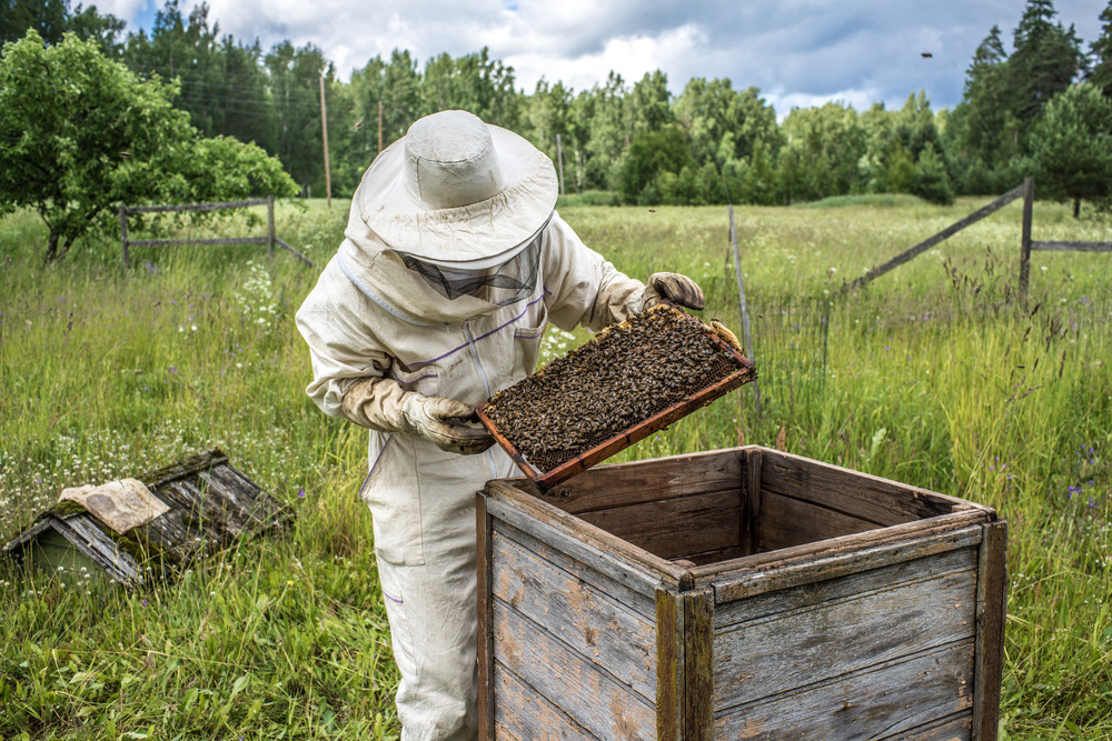 Un om de afaceri din Vrancea a murit după ce a fost înţepat de albine. A făcut șoc anafilactic