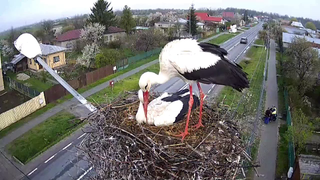 Două berze, vedetele unui oraș din Dâmbovița. Imagini LIVE din cuibul păsărilor