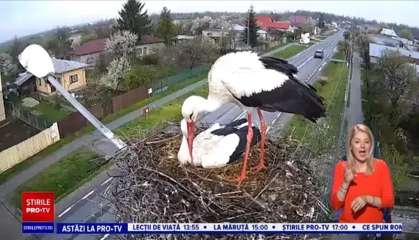 Două berze, vedetele unui oraș din Dâmbovița. Imagini LIVE din cuibul păsărilor