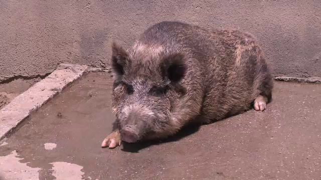 Doi porci vietnamezi de la Zoo Craiova au murit de pestă porcină africană. Cum a ajuns boala acolo