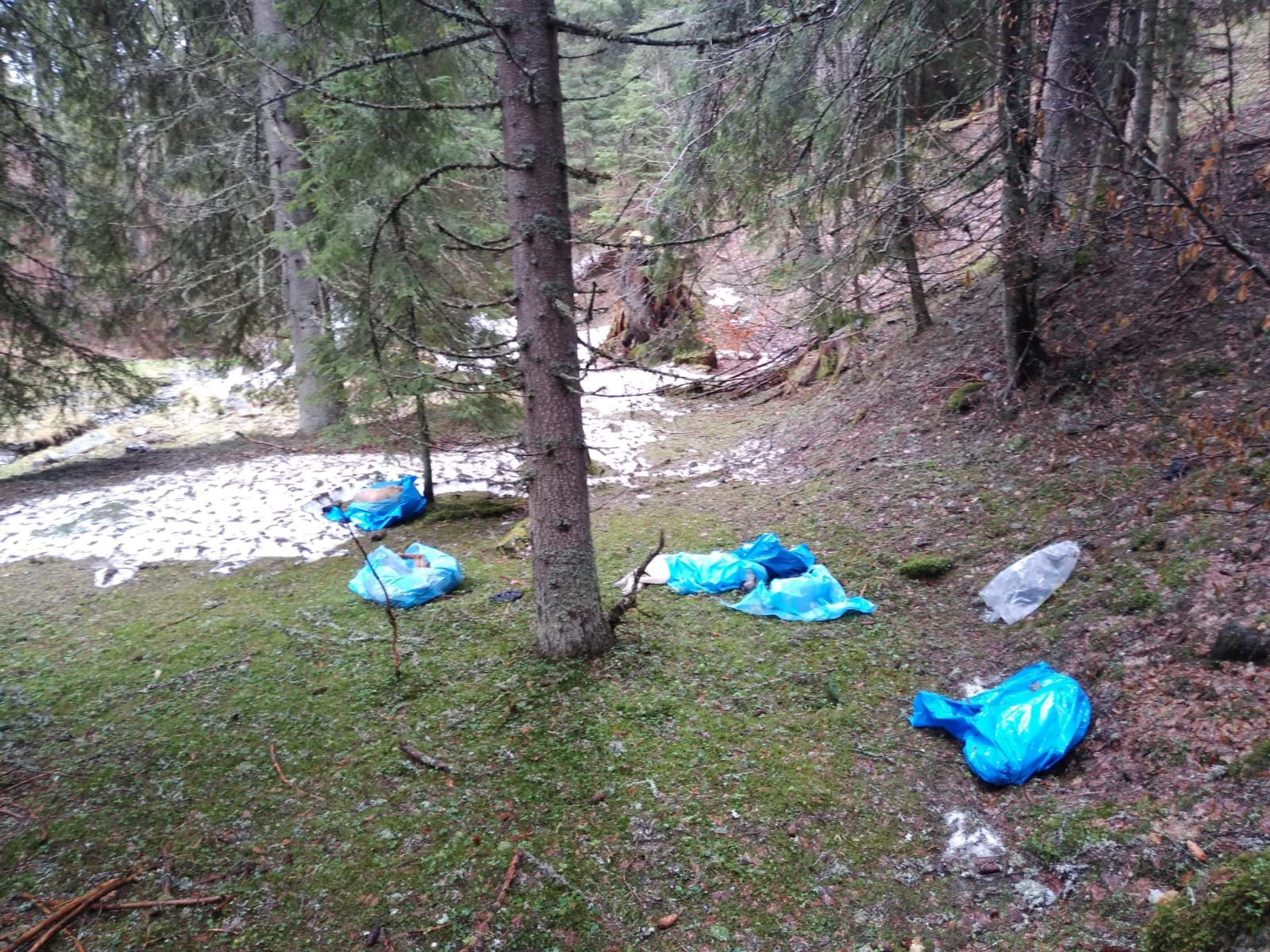 Anchetă în cazul celor 27 de câini uciși și aruncați în saci de plastic în Parcul Național Retezat. ”Nu știm nimic”