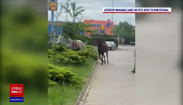 Trei cai au făcut dezastru pe străzile din Vaslui. "Vin ca urşii la gunoaie, intră şi omoară oamenii, până la urmă"