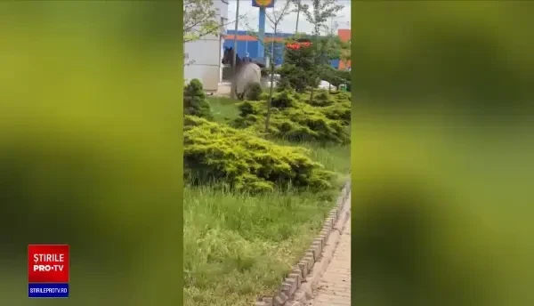 Trei cai au făcut dezastru pe străzile din Vaslui. "Vin ca urşii la gunoaie, intră şi omoară oamenii, până la urmă"