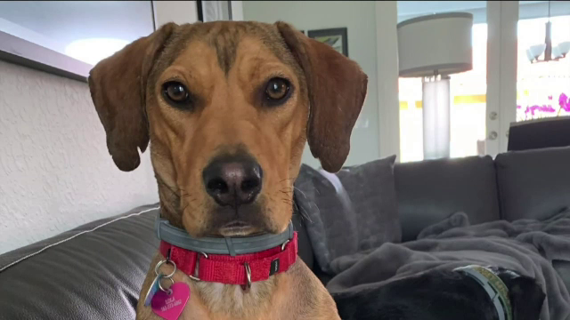 Cum arată Lola, la 6 luni după ce a fost salvată de o femeie cu suflet. ”A fost atât de abuzată”