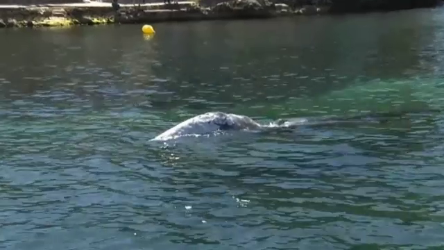 Balenă „rătăcită” în Marea Mediterană. Cercetătorii încearcă să o ghideze în Oceanul Pacific