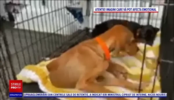 Cum arată Lola, la 6 luni după ce a fost salvată de o femeie cu suflet. ”A fost atât de abuzată”