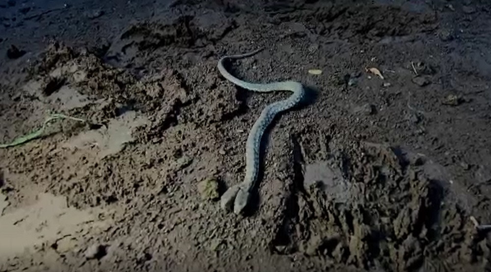 Un fermier din Irak a trăit șocul vieții. A găsit un șarpe cu două capete