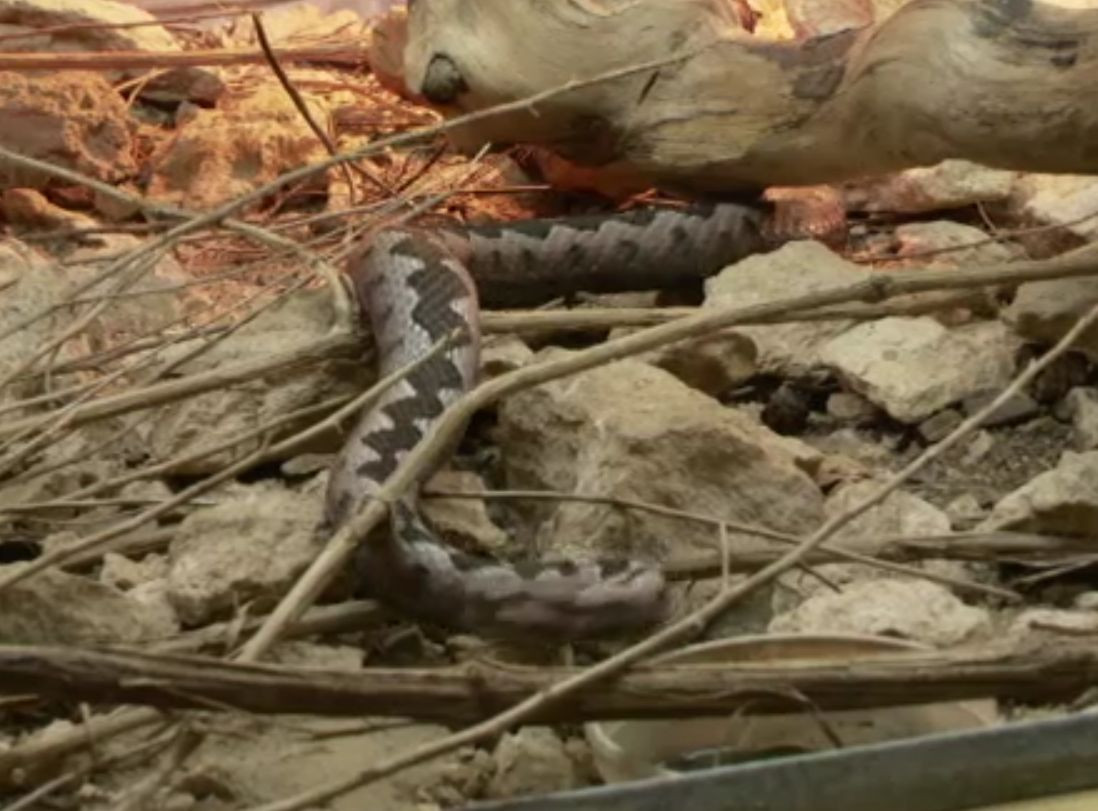 Bărbat mușcat de viperă în masivul Piatra Craiului. Turistul, salvat de un alergător montan