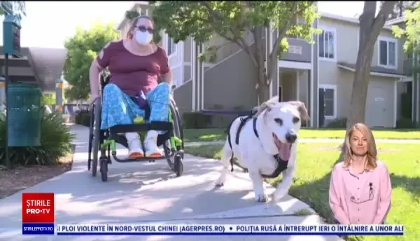Povestea emoționantă a unui câine. Ce a pățit după ce și-a ajutat stăpâna paralizată toată viața