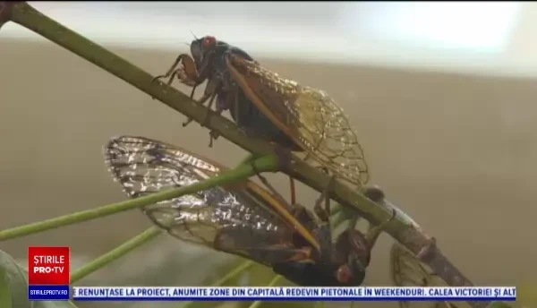 Un profesor face mâncare din insecte. Cicadele sunt preferatele sale
