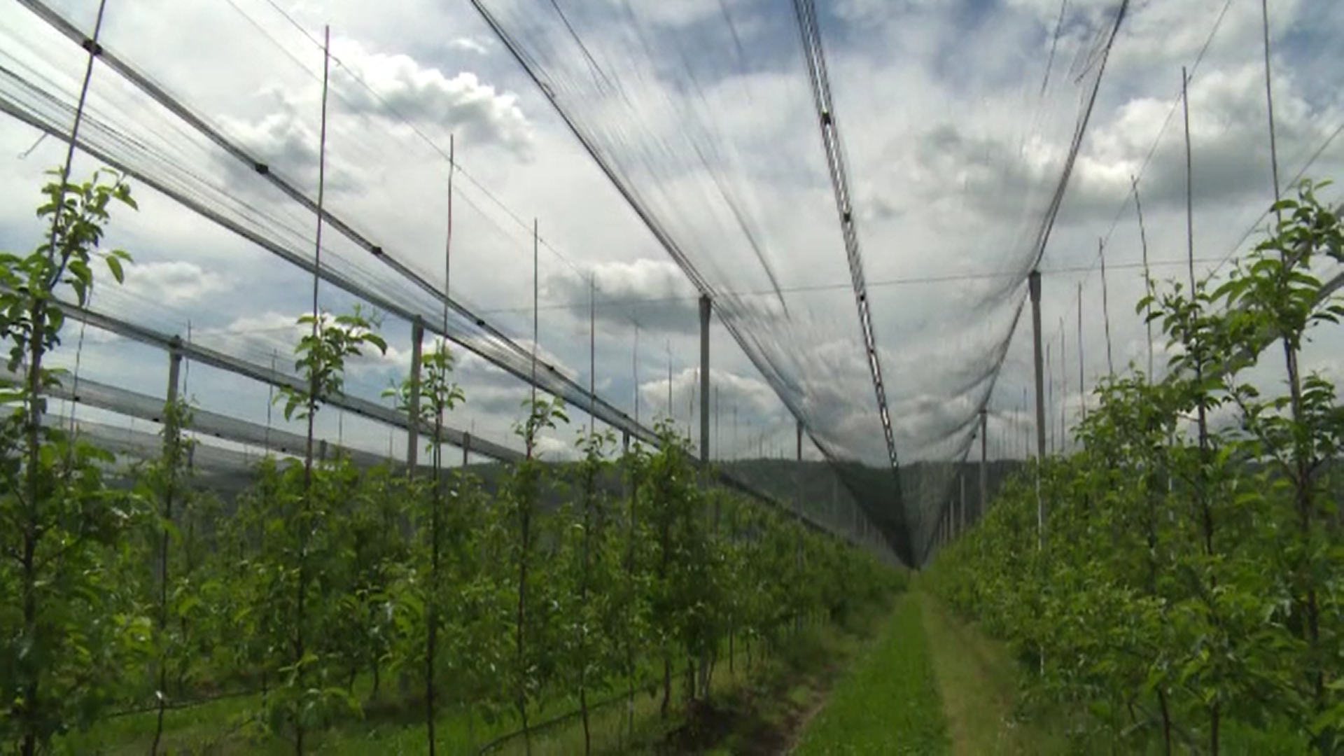 Pomicultorii din Dâmboviţa montează pe banii lor plase ca să își protejeze culturile de grindină