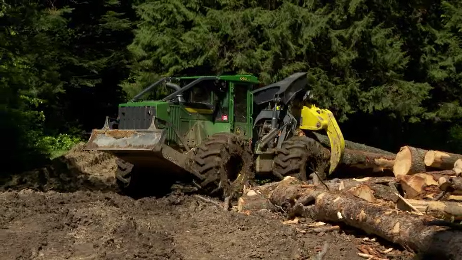 Protest în parcul natural Bucegi. O firmă forestieră taie de câteva luni sute de arbori bătrâni dintr-o pădure