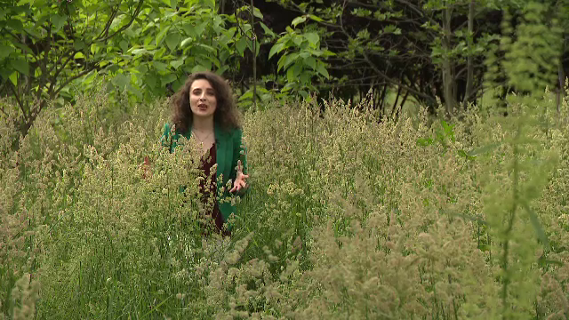 Parcurile neîngrijite din București au devenit un pericol. Iarba este aproape cât un om