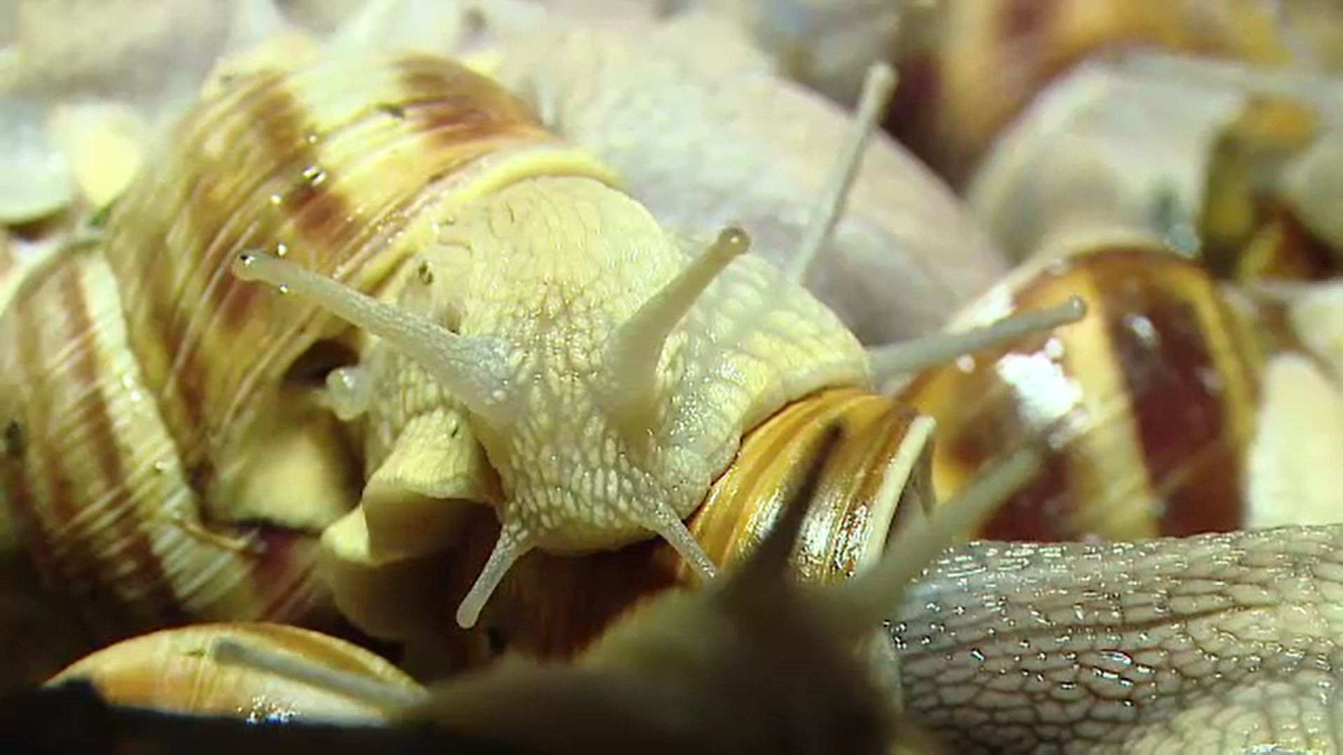 Melcii culeși din pădurile din România sunt la mare căutare în străinătate. Cât costă un kilogram