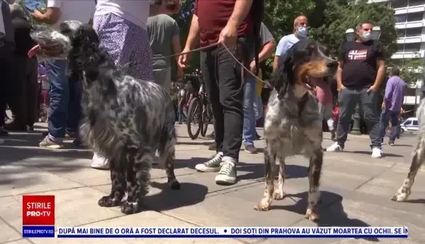Grecii au protestat împotriva sterilizării animalelor. Sute de oameni au ieșit în stradă