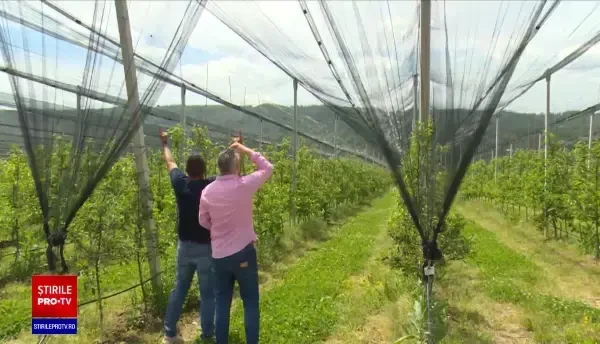 Pomicultorii din Dâmboviţa montează pe banii lor plase ca să își protejeze culturile de grindină